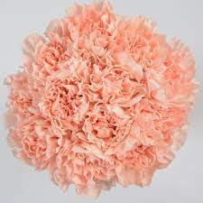 Pin On Craveable Carnations