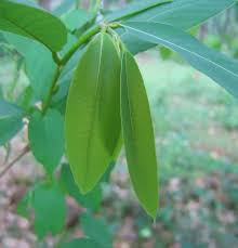 Image result for Bridelia micrantha