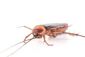 Vous pouvez placer les gamelles de vos animaux de compagnie, dans de larges bassines contenant de l'eau savonneuse. Cafards Blattes Comment S En Debarrasser