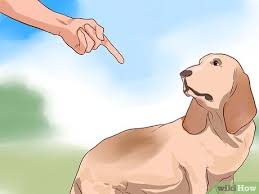 Pet finder encourages this area to be a bed, a room or even a crate (although not. How To Love Your Dog 12 Steps With Pictures Wikihow