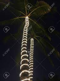 Fluffing it was fun and easy. Lights On Palm Tree Trunks Stock Photo Picture And Royalty Free Image Image 81562920