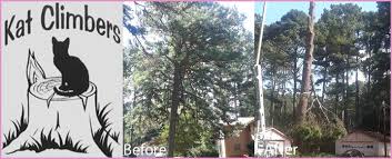Welcome to decatur county, georgia. Kat Climbers Llc Is A Tree Service Company In Decatur Ga
