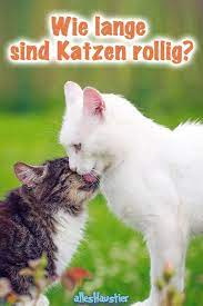 wie lange sind katzen rollig details uber die rolligkeit bei katzen katzen rollige katze tiere und haustiere