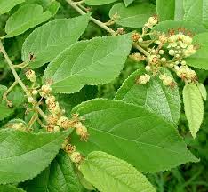 Permukaan daun dadap licin tempat hama diinfestasikan, dilakukan pemberian insektisida. Daftar Tanaman Obat Lengkap Beserta Gambar Dan Khasiatnya Bibitbunga Com