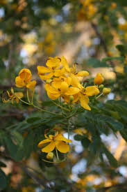 Image result for Cassia burttii