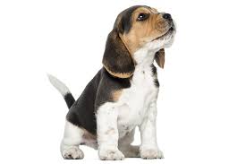 Beagle Dog Breed Information