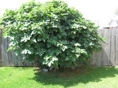 We did not find results for: 52 Fig Tree Ideas Fig Tree Fig Fruit Trees