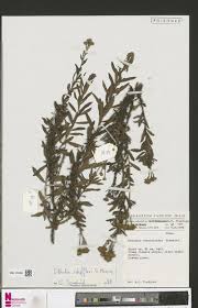 Image result for Cirsium  buchwaldii