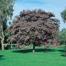 Check spelling or type a new query. Cootamundra Wattle Purple Form