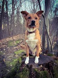 Oostenrijkse pinschers zijn minder bekend en komen vooral in oostenrijk voor. Oostenrijkse Pinscher Pagina Inicial Facebook