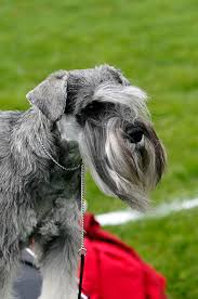 Image result for ČESKÝ TERIÉR