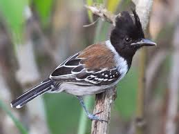 Image result for Afroqueta capensis