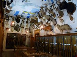 Cool Stuff In Paris Musee De La Chasse Et De La Nature Trophy Rooms Hunting Room Trophy Display