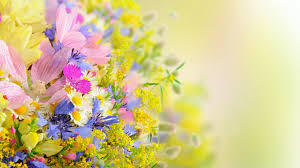 صور ورد Hd احلي الوان ورد باقات زهور جميلة سوبر كايرو