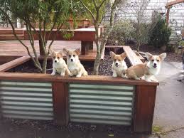 Check spelling or type a new query. Puppies Like Sadie