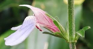 Image result for Justicia petiolaris