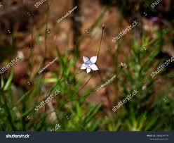 Image result for Wahlenbergia androsacea