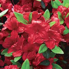 Several varieties of azalea can actually grow in zone 6 as well. 10 Flowering Evergreen Shrubs Finegardening