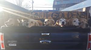 It S A Pickup Filled With Golden Retriever Puppies Omg Album On Imgur