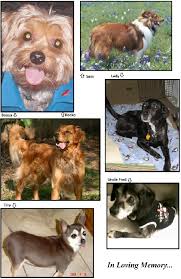 You deserve your final memory of your pet to be calm and comfortable. Pet Euthanasia