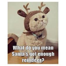What Do You Mean Santa S Got Enough Reindeer Funny Cats Cats Raining Cats And Dogs
