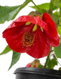 Image result for Abutilon grantii