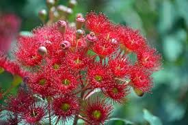 Image result for Eucalyptus ficifolia