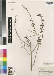 Image result for Osyridicarpos