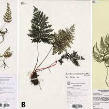 Image result for Trichomanes crispiforme