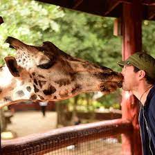 Giraffe Saliva Is Apparently Antiseptic But I Stand By My Decision Not To Make This A French Kiss Magical Experience To Be Able To Come This Close To The