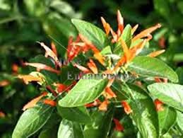 Image result for Justicia spicigera