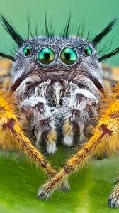 Bagheera Kiplingi Wallpaper Animals Insects Bagheera Kiplingi Spider Macro Animals Insects Spider