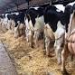 Monthly Pedigree Dairy Sale event image