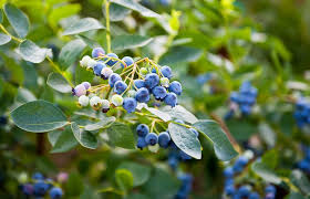 Image result for Vaccinium madagascariense
