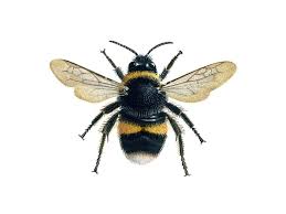 Carpenter bees drill holes in wood. Bee Identification Guide Friends Of The Earth