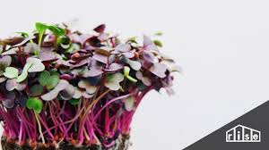 Stunning kitchen table centerpiece ideas, title: Indoor Gardening Microgreens Vegetables Fruit And Herbs