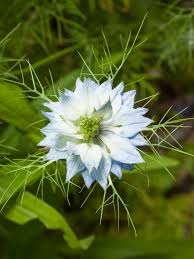 Maybe you would like to learn more about one of these? Nigella Damascena Love In A Mist World Of Flowering Plants