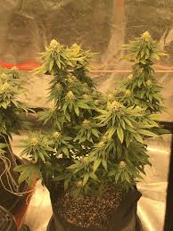 So if you were working with a 3' x 3' space, you'd theoretically want an led light with a power draw somewhere between 225 watts (vegetative) and 450 watts (flowering). 2x4 Grow Tent Led Blue Cheese Scrog Grasscity Forums The 1 Marijuana Community Online