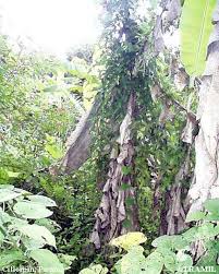 Image result for Aristolochia odoratissima L.