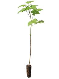 Ribes (currant) alpinum 'green mound' (green mound dwarf alpine currant). Alpine Currant For Sale Treetime Ca