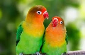Check spelling or type a new query. Burung Lovebird Suara Ngekek Mp3 Dan Cara Perawatannya