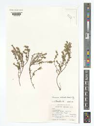 Image result for Micromeria imbricata