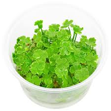 Image result for Hydrocotyle sibthorpioides