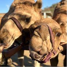 #1 of 53 attractions in ramona. Oasis Camel Dairy Oasiscameldairy Twitter