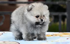 Download Wallpapers Zvergspitz 4k Spitz Gray Pomeranian Dogs Pomeranian Funny Animals Cute Animals Besthqwallpapers Com Funny Animals Dogs Animals
