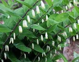 Pin On Gardening Shade Plants