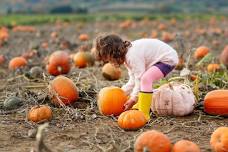 Pumpkin Palooza