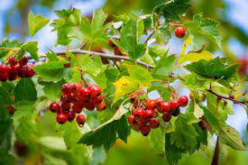 We offer two and three bedroom apartments, and three bedroom townhomes that will fit whatever you are looking for! Ingredient Hawthorn