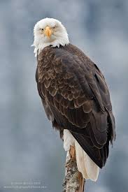 Birds That Look Like Bald Eagles Gotcha By Henrik Nilsson 500px Bald Eagle Pet Birds Animals Beautiful