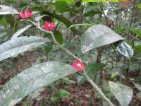 Image result for Heisteria